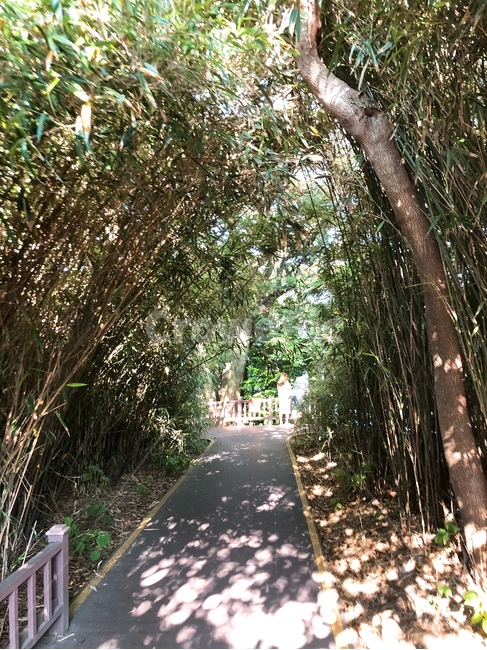 공원,길,햇살,쉼터,풍경,나무,배경,고요,화사함,분위기,감성,자유,힐링,휴식,산책,자연,nature,야외,자연광,식물,색감,산책로