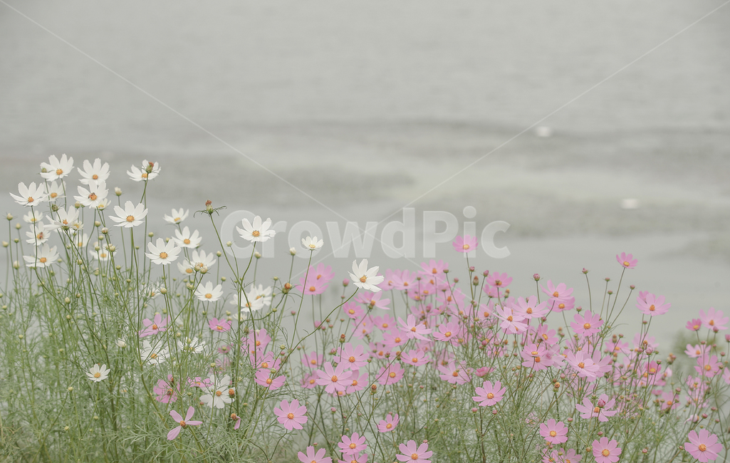 코스모스,꽃,가을,자연,flower,cosmos,식물,자연,plants,nature,꽃,flower