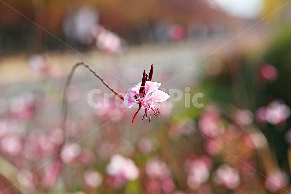 가우라,꽃,꽃잎,잎,줄기,식물,공원,자연,가을,식물,자연,plants,nature,꽃,flower