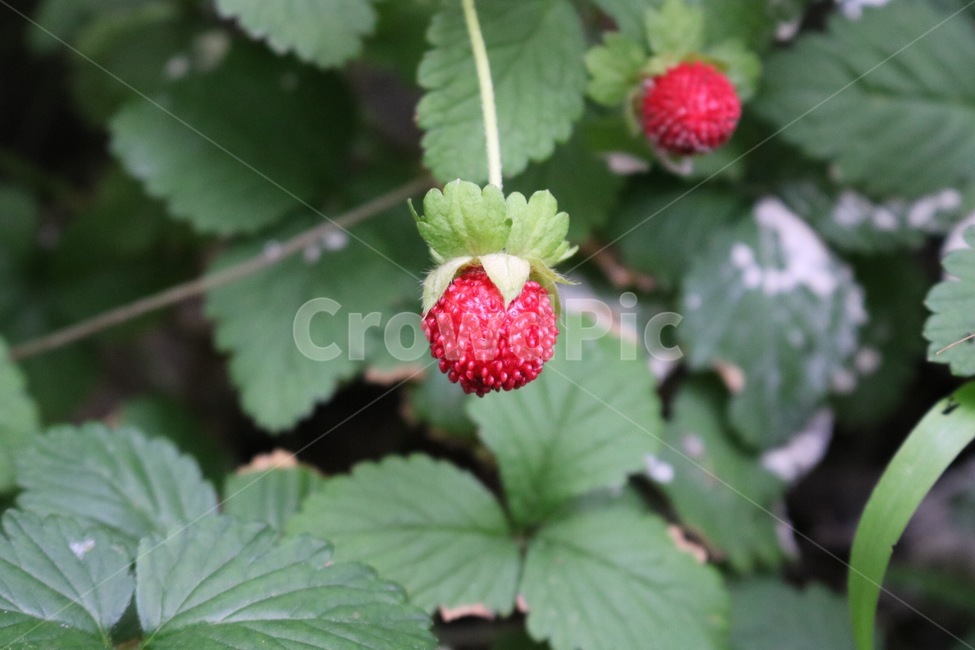 과일,딸기,자연,야생,빨강,초록,fruit,strawberry,nature,wild,red,green,kudamono,ichigo,yasei,aka,midori,식물,자연,plants,nature,과일,열매,fruit