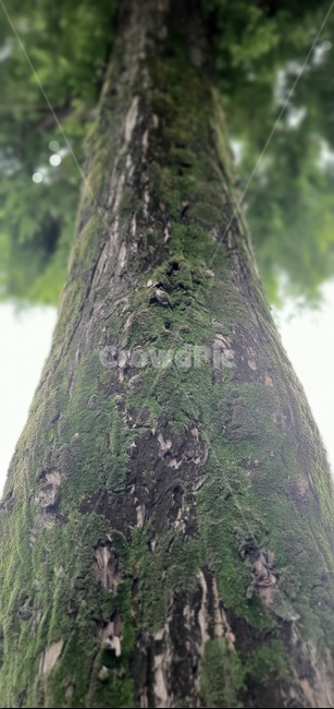 나무,이끼,tree,lichen,moss,녹색,푸른,자연,green