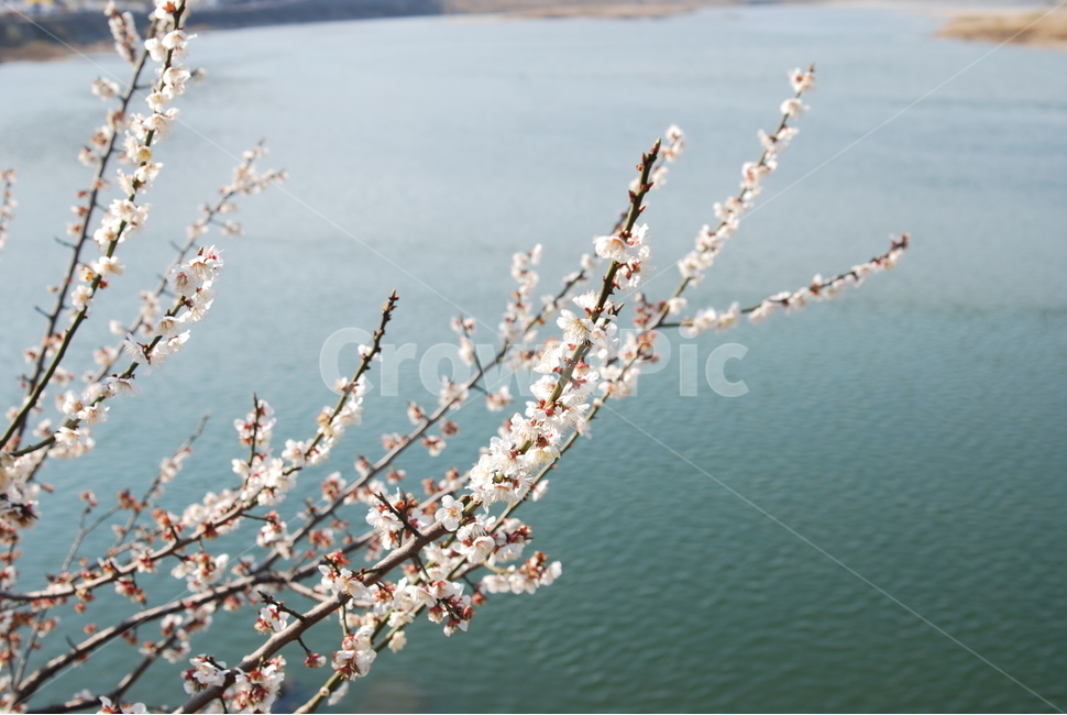 봄,벚꽃,바다,벚꽃엔딩,꽃,봄,계절,spring,season,plant,식물,flower,blossom