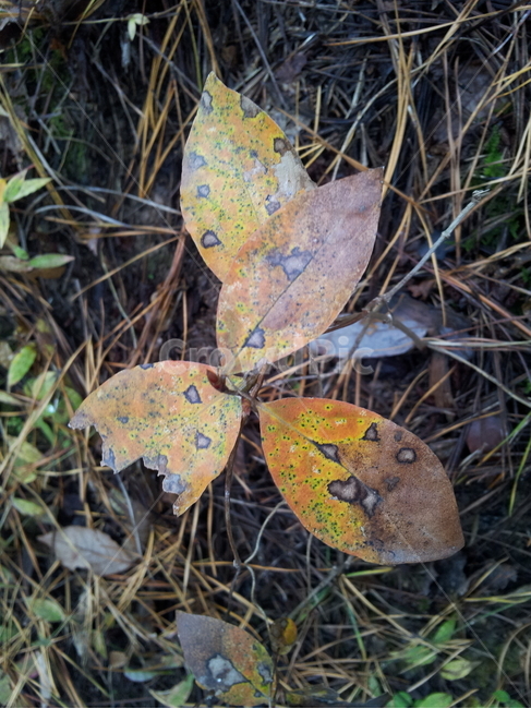 단풍,엽록소,식물,가을,redleaves,식물,자연,plants,nature