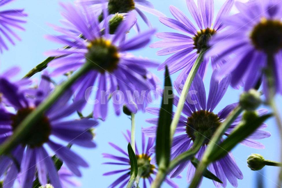 꽃,꽃들,활기,life,flower,purple,보라색,식물,자연,plants,nature,꽃,flower