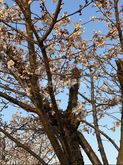 plant,식물,나무,벚꽃,벚꽃나무,나무줄기