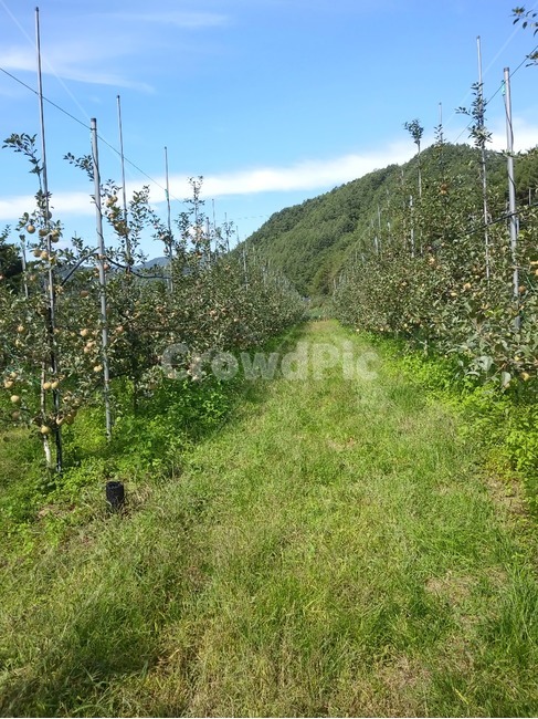 사과,사과나무,농장,수확,과일나무,추수,자연,nature,사과즙,사과밭