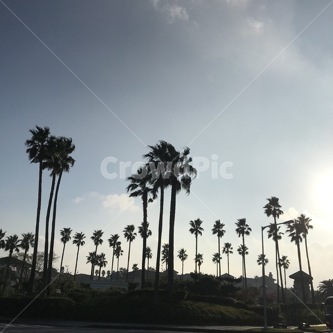 palmtree,야자수,tree,나무,식물,나무,trees,wood