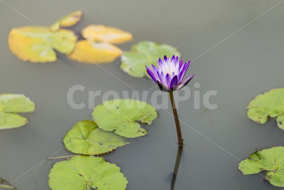 연꽃,연잎,봉오리,꽃봉오리,green,flower,ponds,leaf,연못,정원,가든,자연,식물,garden,field,nature,plant,수련,보라색,violet,purple,꽃,배경,배경이미지,배경화면,바탕화면,background,식물,자연,plants,nature,꽃,flower