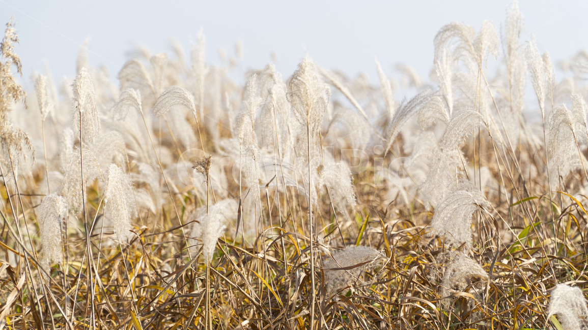 grass,잔디,plant,식물,갈대,하늘,가을,자연,가을,계절,fall,autumn,season