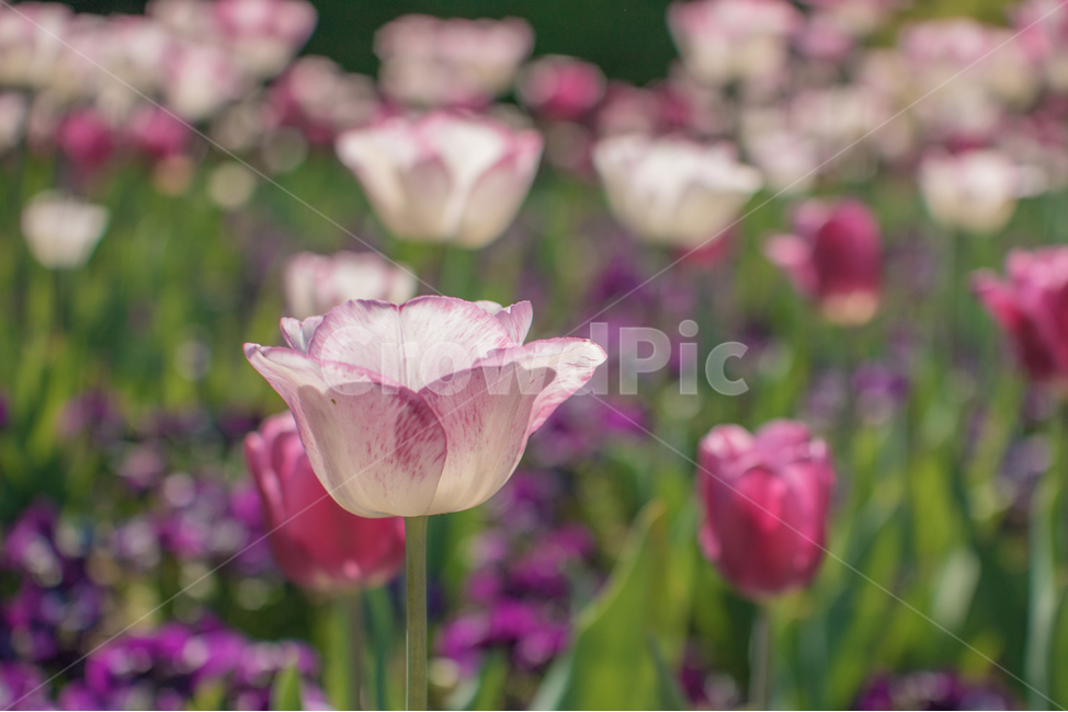 튤립,보라색꽃,꽃밭,풀밭,흰꽃,식물,자연,plants,nature,꽃,flower