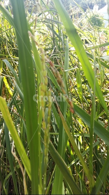 벼이삭,벼,논,가을들판,토종벼,곡류,곡식,cereals,산업,industry,industrial,농업,농사,agriculture,farming,farming industry