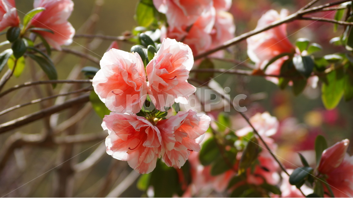 봄꽃,꽃,자연,풍경,꽃축제,봄,계절,spring,season,식물,자연,plants,nature,꽃,flower,geranium,제라늄,plant,blossom