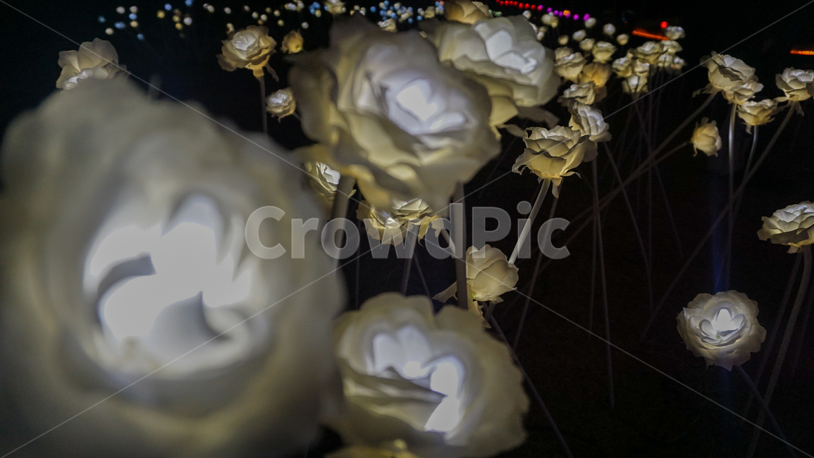 장미,흰장미,조형물,장미조형물,흰색,꽃,야경,밤,풍경,nightscape,night,landscape,꽃,flower