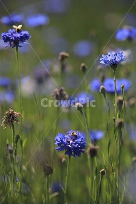 꽃,수레국화,blue,공원,정원,flower,green,park,garden,bee,식물,자연,plants,nature,꽃,flower