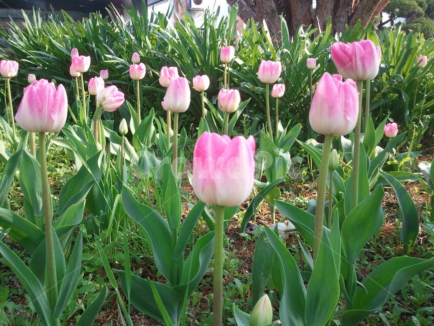 튤립,tulip,백합과,식물,꽃,구근초,여러해살이화초,식물,자연,plants,nature,꽃,flower