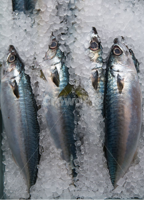 해산물,수산물,어류,물고기,해양생물,생물,생선,바다,음식,요리,식재료,해양,어업,고등어,자반,노르웨이,원산지,얼음,등푸른생선,자반고등어,시장,마트,마켓,market,mart,market place,음식,식재료,요리,food,cook,meal,dishes,food reserves,수산물,해산물,fishery products,seafood