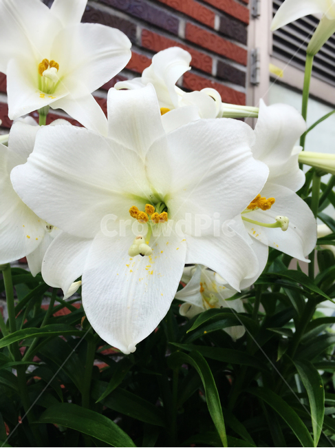 백합,흰색꽃,꽃,흰백합,흰꽃,식물,자연,plants,nature,꽃,flower