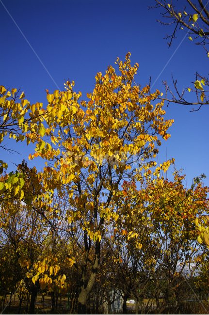 autumn,가을,나무,단풍,식물,하늘,가을,계절,fall,autumn,season,식물,자연,plants,nature,나무,trees,wood,plant
