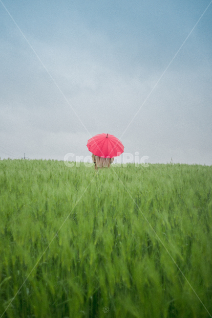 우산,고창,보리,비,흐림,풍경,인물,색깔,색상,색채,색감,color sense,color sensitivity,feeling of color,비,비오는날,rain,rainy