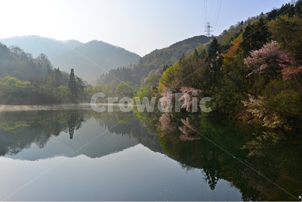 전남,화순,세량지,세량제,저수지,벚꽃,산벚꽃,봄,계절,반영,여명,아침,plant,식물,tree,나무,fir,전나무,nature,자연,outdoors,옥외,water,물,물안개,날씨,한국자연풍경,한국자연경관,korea nature landscape