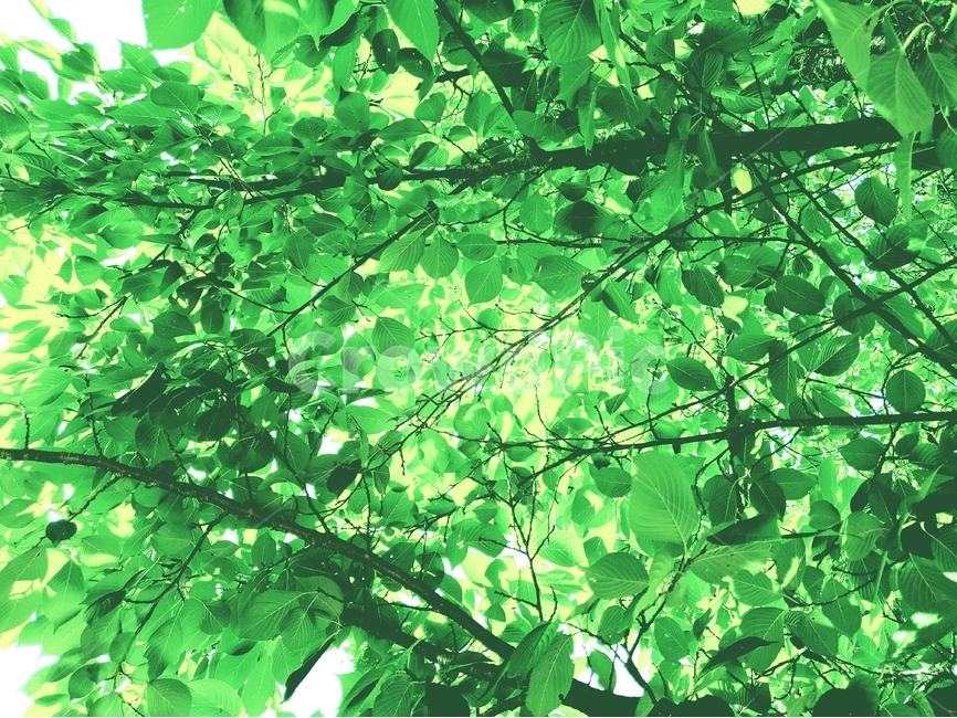 초록,나무,여름,식물,계절,자연,nature,plant,abstract,background,treeleaf,tree,식물,자연,plants,nature