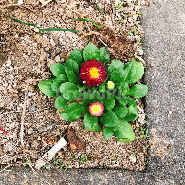 자연,봄,꽃,flower,화단