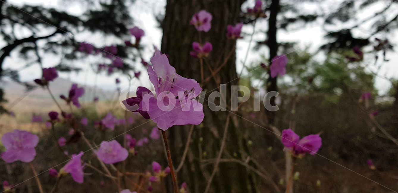 geranium,제라늄,blossom,식물,plant,꽃,flower,진달래