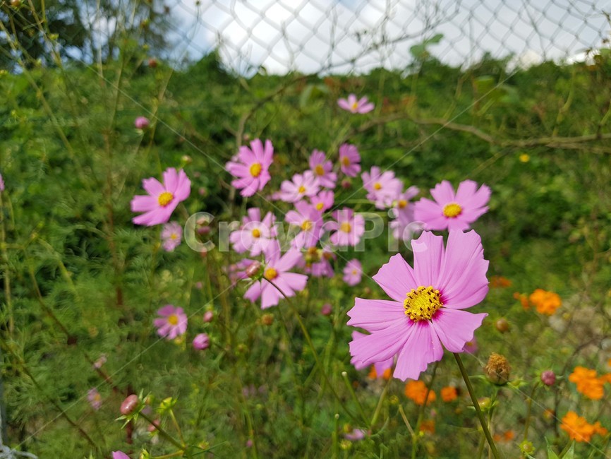 자연,코스모스,가을,분홍색꽃,분홍코스모스,식물,자연,plants,nature,꽃,flower