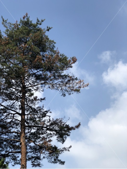나무,소나무,하늘,자연,풍경,구름,초록,흰색,tree,pine,sky,nature,scenery,cloud,green,white,skyblue,ki,matsu,sora,kumo,midori,shiro,sorairo,자연,풍경,nature,landscape,식물,plants,나무,trees,wood,plant,fir,전나무