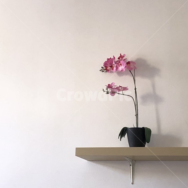 인테리어,선반,shelf,인테리어꽃,꽃인테리어,식물,plant