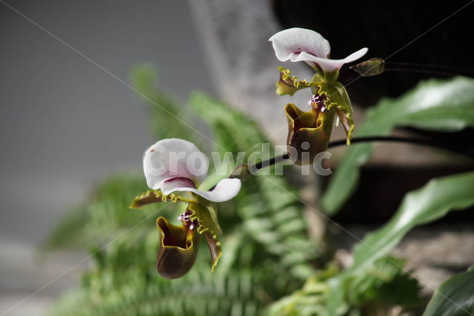 꽃,주머니란,파피오페딜럼,paphiopedilumhybrids,ladysslipper,식물,자연,plants,nature,꽃,flower