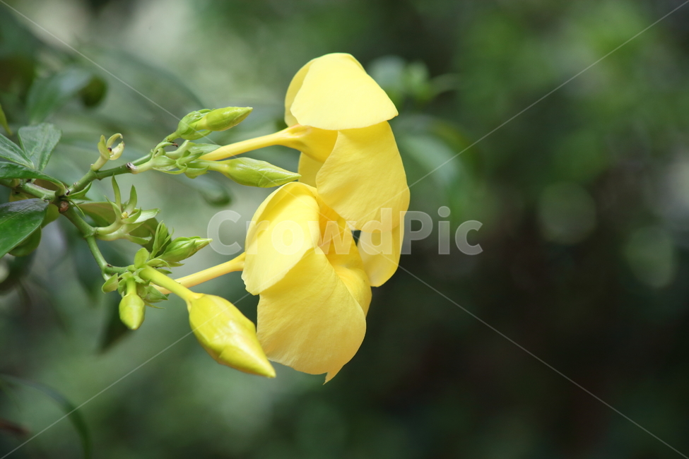 알라만다,꽃,노랑,종교식물,allamanda,식물,자연,plants,nature,꽃,flower