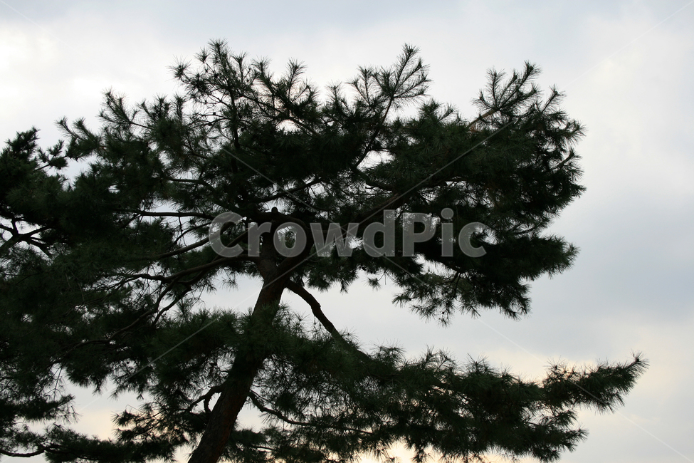 나무,솔잎,가을,잎,plants,nature,하늘,식물,자연,plants,nature,나무,trees,wood