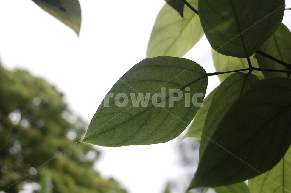 plant,veins,식물,leaf,잎,green,식물,자연,plants,nature