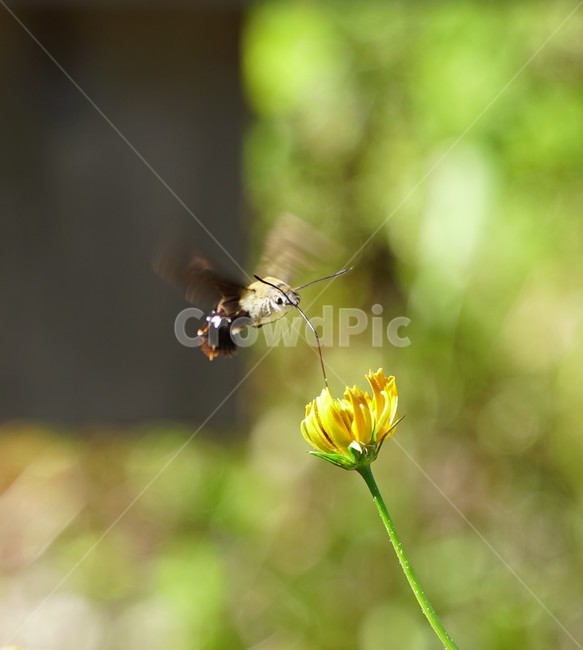 moth,insect,animal,When the tail falls off,flapping wings,flower
