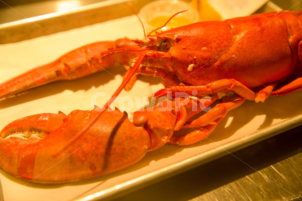 cooked,cuisine,delicious,dinner,fish,food,fresh,healthy,lobster,lobsterisolated,meal,plate,raw,red,restaurant,seafood,shellfish,음식,요리,해물,랍스터,해양생물,해산물