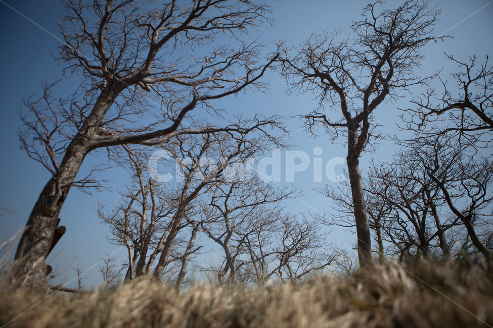 나무,하늘,겨울,겨울산,대관령,겨울나무,tree,sky,식물,자연,plants,nature,나무,trees,wood