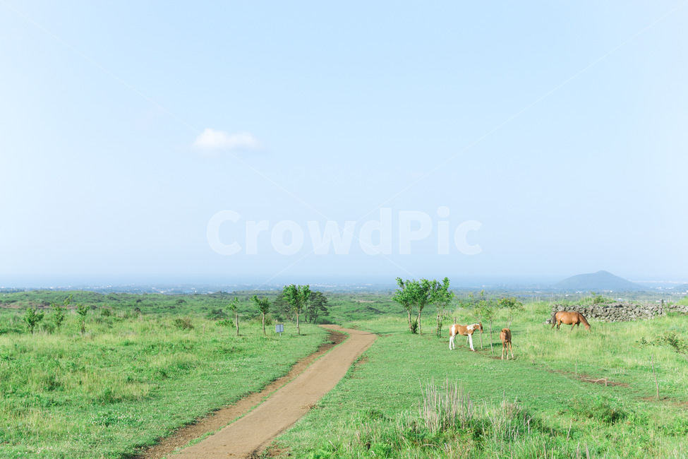nature,자연,목초지,grassland,들,field,오름,제주도,말,horse,동물,animal,포유류,mammal