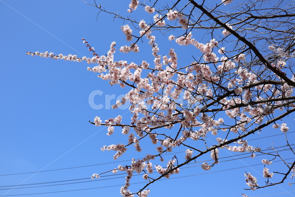 벚꽃,봄,봄꽃,분홍색,하늘