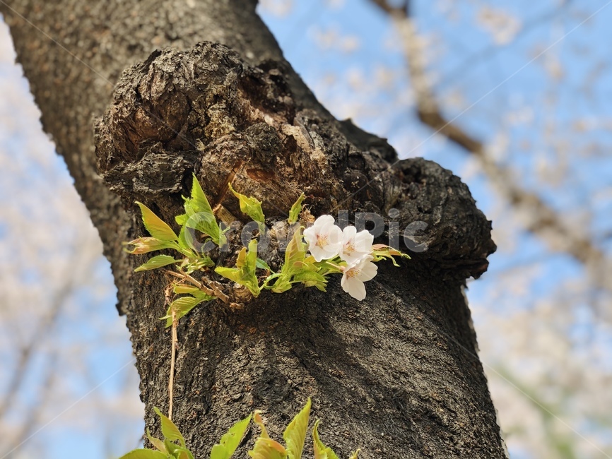 벚꽃,cherryblossoms,flower,plant,식물,나무,벚곷나무,봄,tree