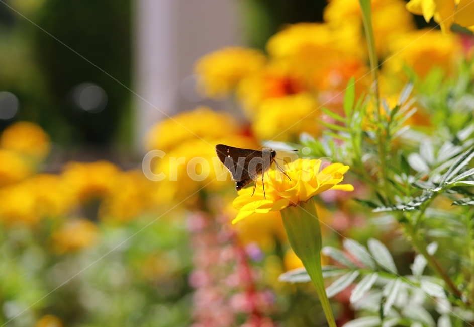 nature,yellow,flower,spring,bug,marigold,butterfly,plant,insect,animal