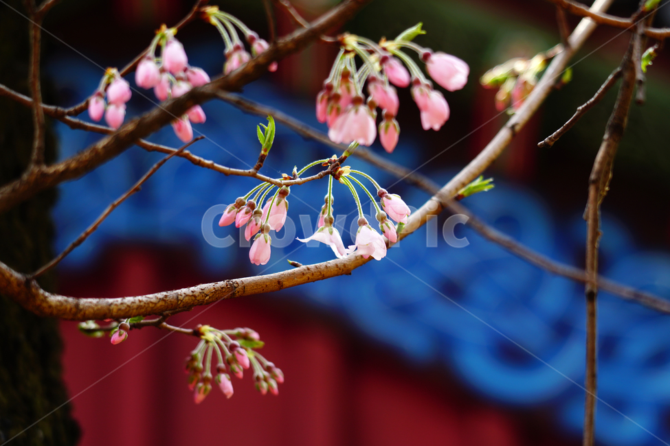 벚꽃,봄꽃,한국자연,꽃,꽃사진,플라워,flower,봄,spring,식물,plants,자연,nature,풍경,landscape,계절,season,snap,스냅,접사,macro,closeup,클로즈업,감성사진,감성,힐링,healing,느낌,feel,feeling,꽃밭,화단,나무,나뭇가지,tree,꽃봉오리,4월,April,한옥,봄,계절,spring,season,식물,자연,plants,nature,꽃,flower,plant