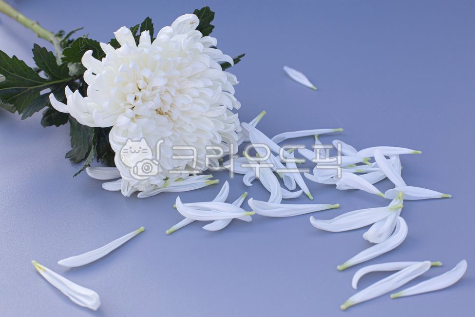 국화,꽃,국화꽃,추모,장례,장례식,애도,근조,하얀꽃,하얀국화