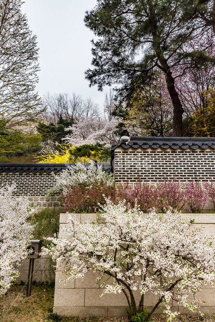 호암미술관,만개,봄,벚꽃,개화,기와담장,정원,후원,한국전통,한국문화,korean traditional,korean culture