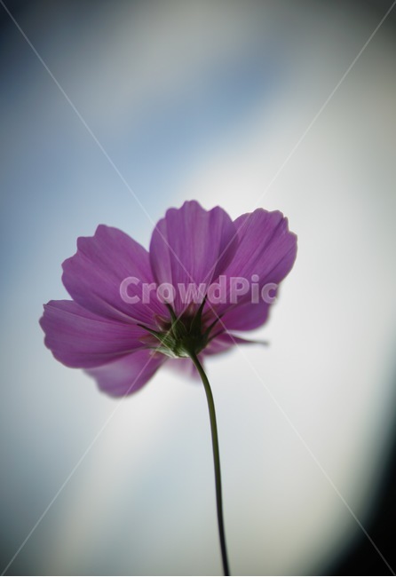 plant,식물,flower,꽃,blossom,데이지,코스모스,식물,자연,plants,nature,꽃,flower