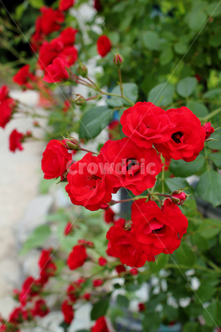 장미,장미꽃,빨간장미,빨강,red,rose,사랑,로맨스,장미넝쿨,love,식물,정원,야외,봄,한국,5월,자연,bush,day,fresh,green,spring,plant,그린,녹색,꽃봉우리,식물,자연,plants,nature,꽃,flower