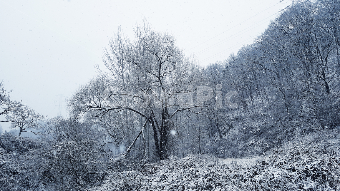 겨울,눈,나무,산,자연,풍경,설경,숲,식물,계절,winter,mountain,trees,snow,nature,nopeople,사람없음,겨울,계절,winter,season,자연,풍경,nature,landscape,outdoors,옥외