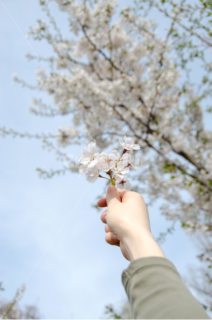 벚꽃,봄,손,하늘,자연,계절,휴식,꽃잎,배경,아름다운,아름다움,개화,분기,꽃,야외,그리움,기쁨,컨셉,휴가,봄,계절,spring,season,꽃,flower