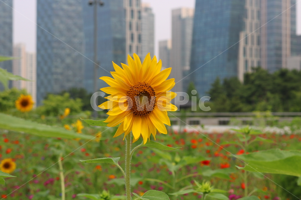 꽃,해바라기,해바라기꽃,식물,국화과,속씨식물,식물,자연,plants,nature,꽃,flower