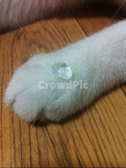 고양이,고양이발,물방울,발,길고양이,발바닥,동물,animal,포유류,mammal,고양이,cat,kitten,kitty